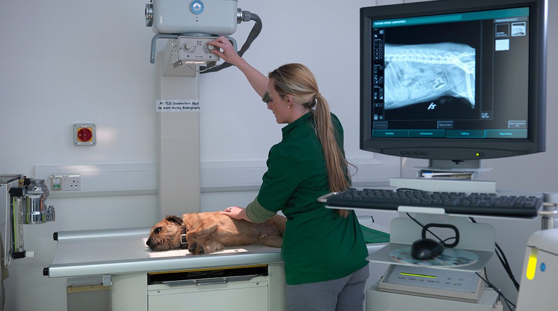 Raio-X Veterinário